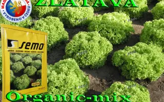 Zlatava / Златава