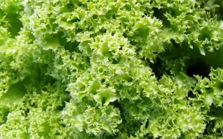 Золотий шар