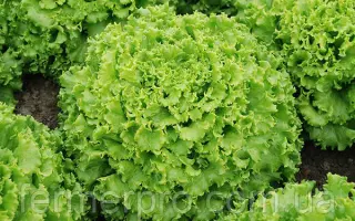 Caipira / Кайпіра