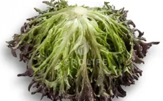 Codex / Кодекс