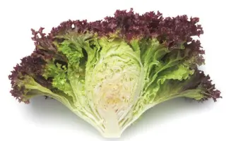 Concorde / Конкорд