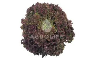 Crimson / Крімсон