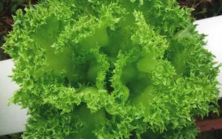 Crispinet / Кріспінет