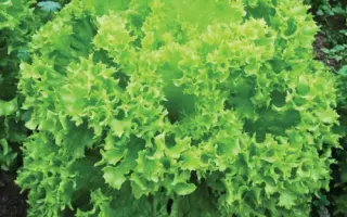 Cristabel / Крістабель