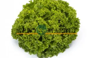 Landau / Ландау