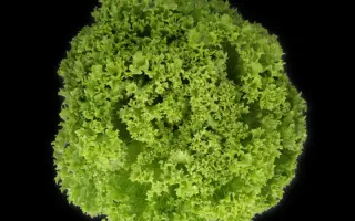 Liadine / Ліадін