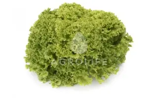 Limassol / Лімасол