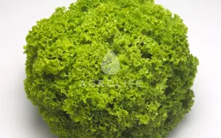 Locarno / Локарно