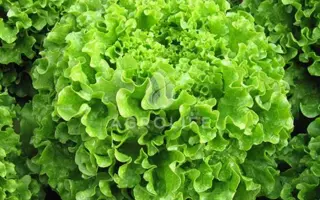 Melina / Меліна