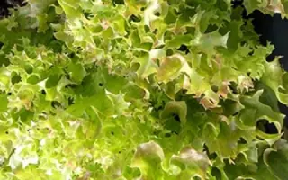 Merlot / Мерлот