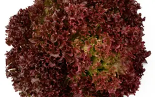 Nikolaj / Ніколай