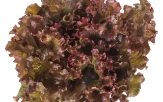 Orbital / Орбітал