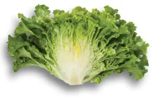 Partition / Патішн