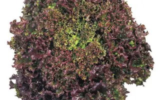 Revolution / Революція