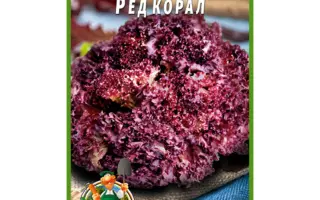 Red Koral / Ред Корал