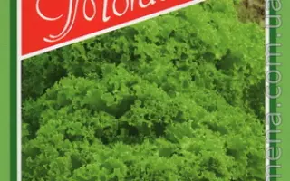 Rekord / Рекорд