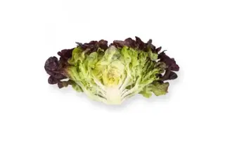 Rouxai / Руксай