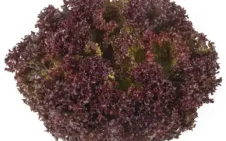 Samantine / Самантін