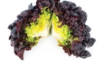 Saturdai / Сатурдай