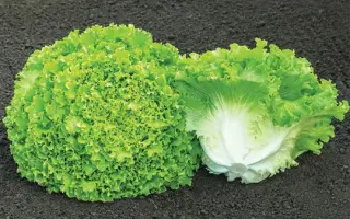 Sementel / Сементел