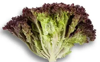 Cencibel / Сенсібель