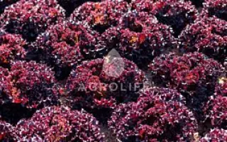 Scamander / Скамандер