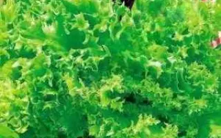 Снежинка / Сніжинка