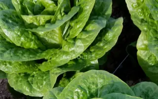 TYPICAL / ТІПІКАЛ