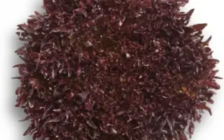 Triplex / Тріплекс