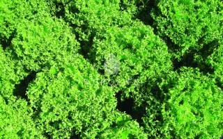 Finstar / Фінстар