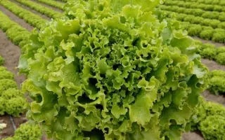 Florine / Флорін