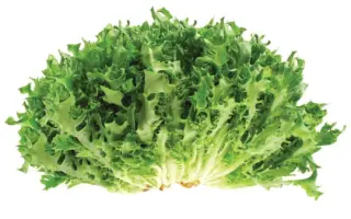 Frillice / Фрілліс