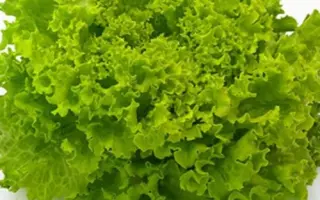 FRISOLE / ФРІСОЛ