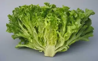 Fristina / Фрістіна