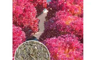 Шар малиновий