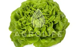 Archimedes / Архімедес