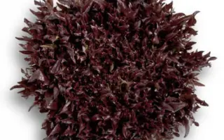 Wintex / Вінтекс