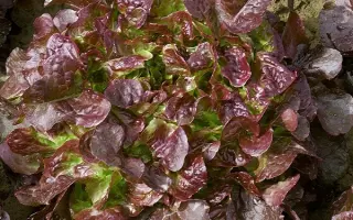 Vulsini / Вулсіні