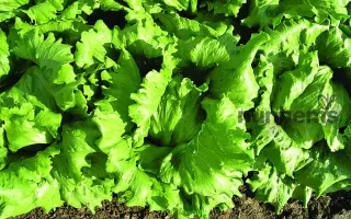 Galera / Галера