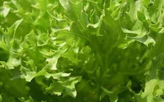 Exponent / Експонент