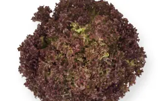 Anthony / Ентоні