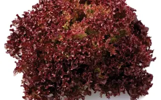 Cavernet / Кавернет