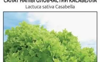 Casabella / Касабелла