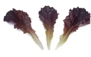 Cantrell / Кентрел