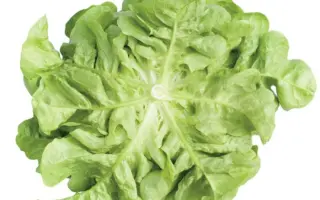 Kitonia / Кітонія