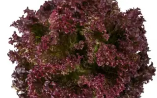 Xandra / Ксандра