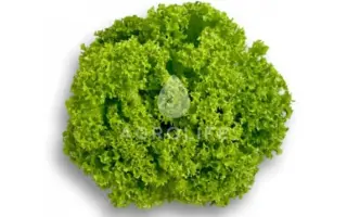 Lozano / Лозано