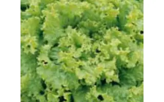 Pearl Gem / Перл Джем