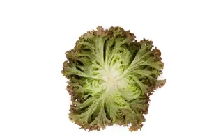 Traject / Тражект