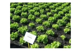 Funtime F1 / Фантайм F1